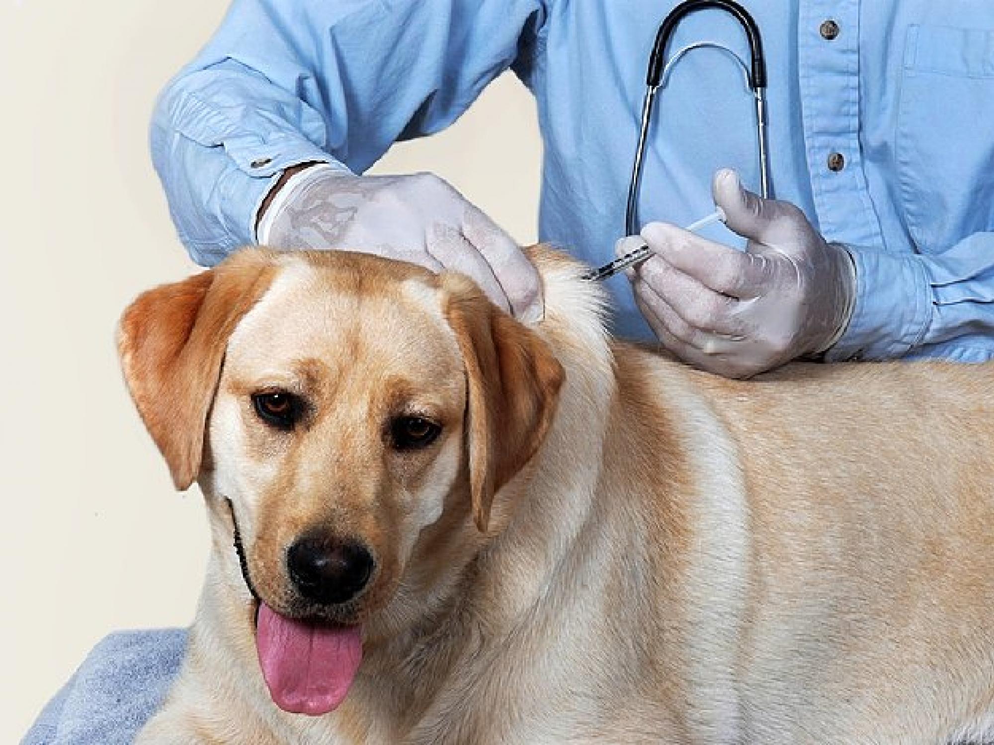 Vet administering a vaccine to a dog. 