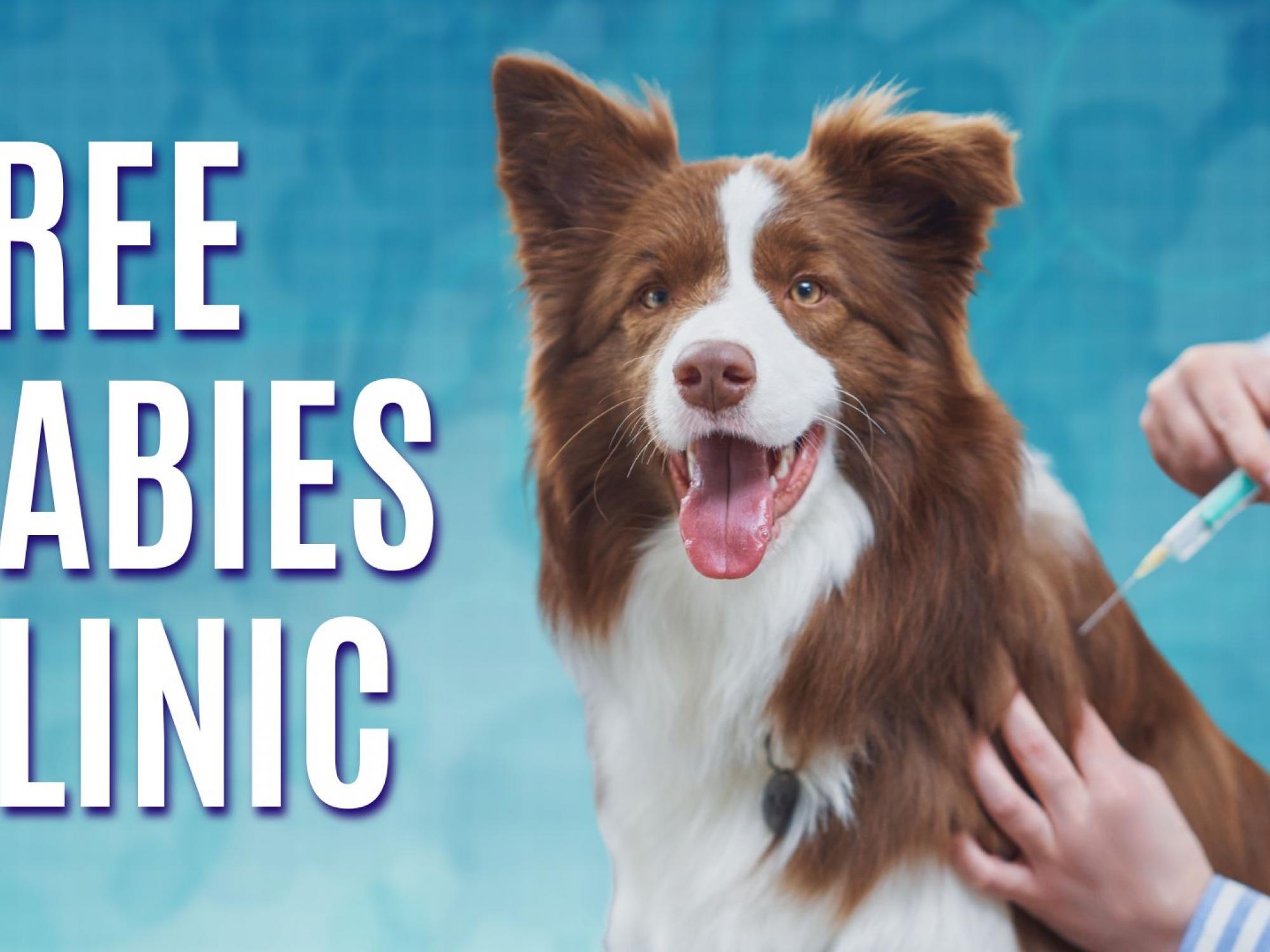 Rabies Vaccination Clinic Sherman NY | Chautauqua County, NY