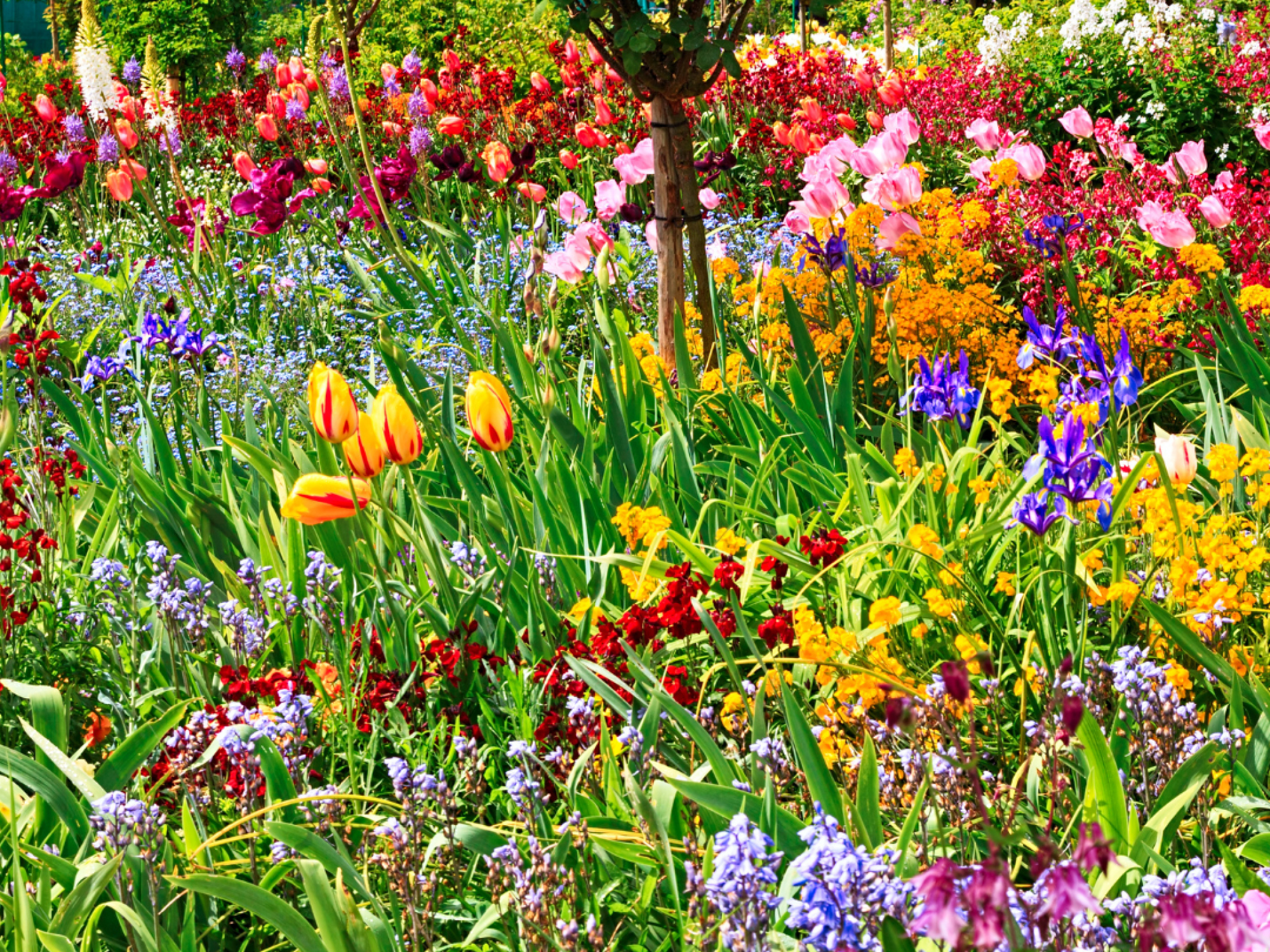 spring flower assortment