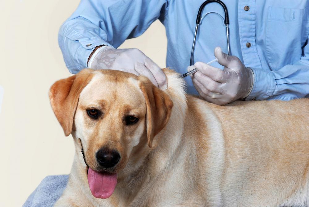 veterinarian administering a vaccination